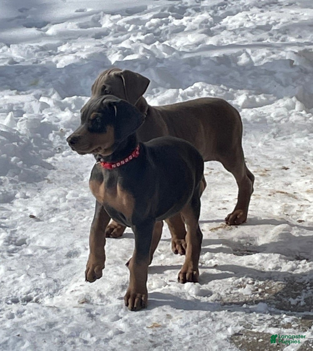 Doberman Pinscher dogs Doberman Pinscher Puppy Hunter - Ad 33