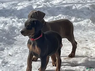 Doberman Pinscher dogs Doberman Pinscher Puppy Hunter - Ad 33