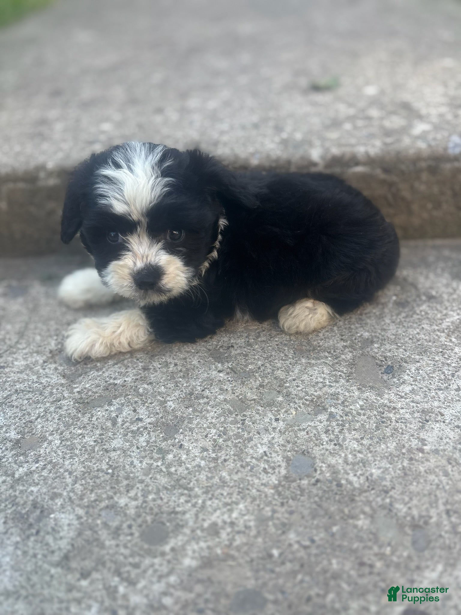 Miniature Australian Shepherd dogs Sasha  - Ad 1