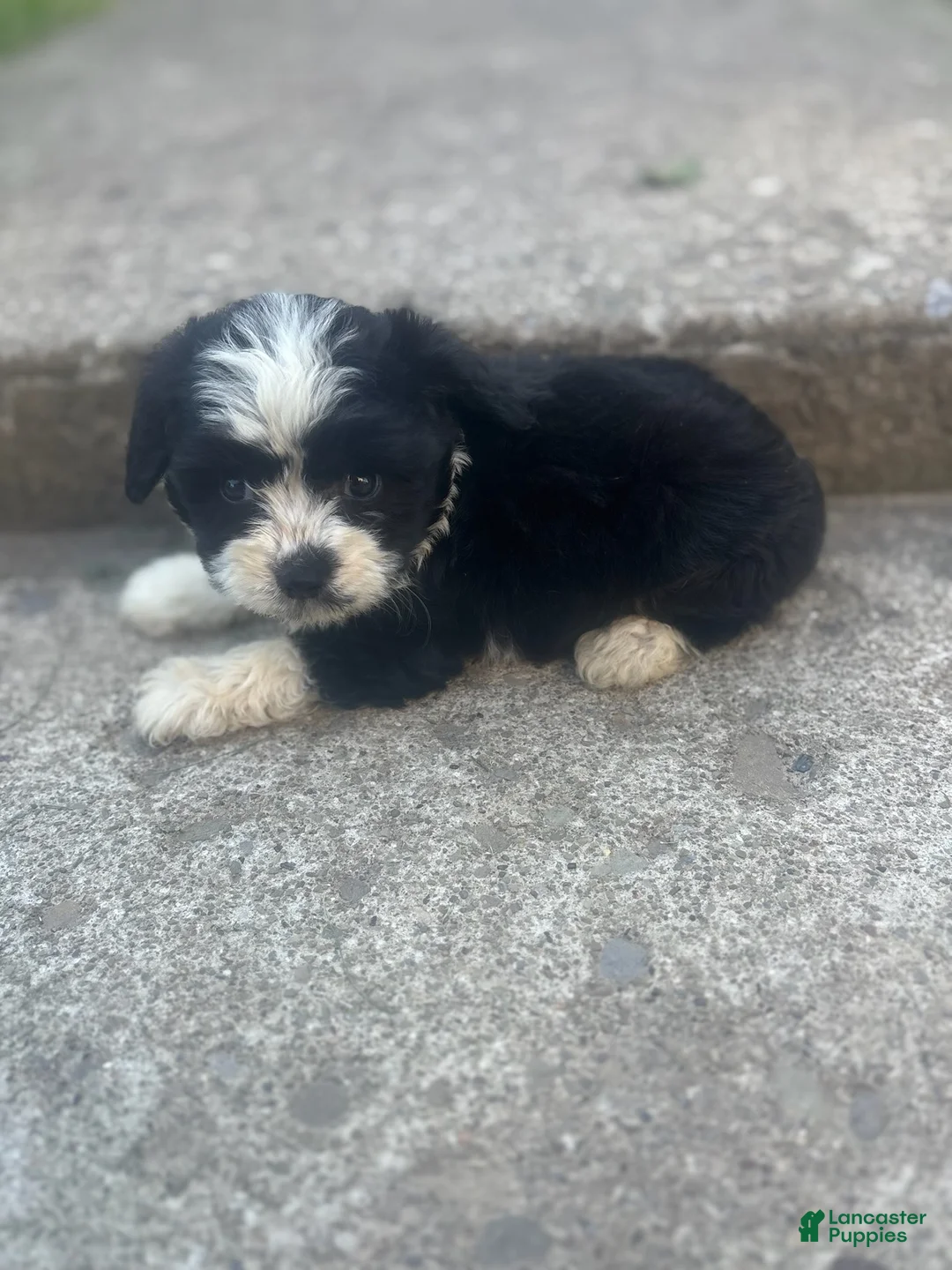 Miniature Australian Shepherd dogs for sale: Sasha  - Ad 1