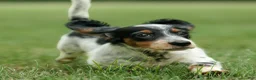 Miniature Dachshund dogs for sale: Duke Miniature Dachshund Puppy  - Ad 4