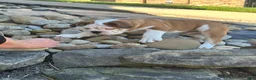 English Bulldog dogs for sale: English Bulldog 1 - Ad 8