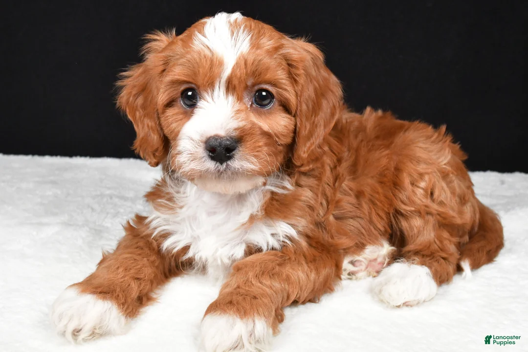 Cavapoo dogs for sale: Kevin - Ad 10