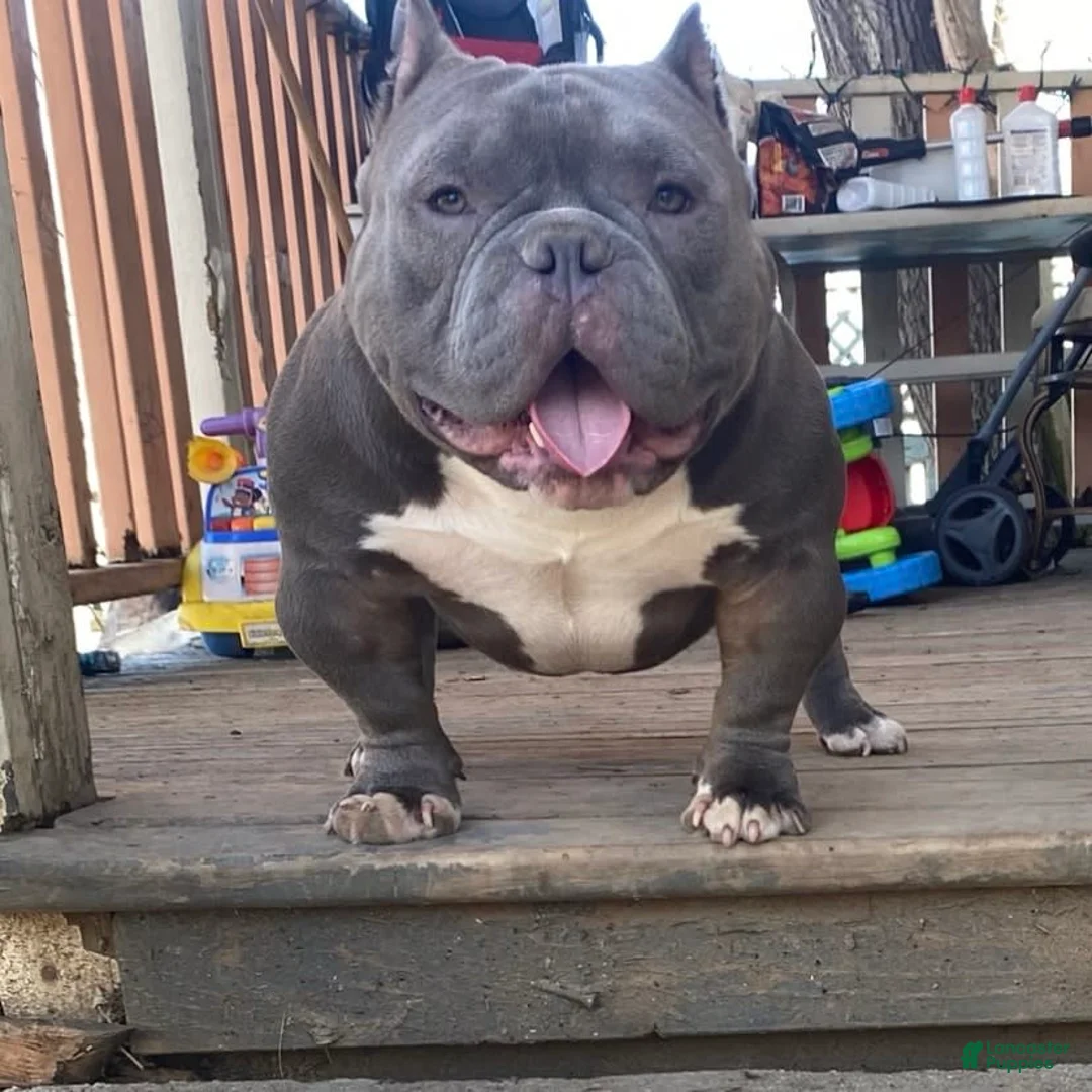 Gallery Image {{count}}