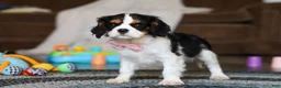 Cavalier King Charles Spaniel dogs for sale: Oliver - Ad 5