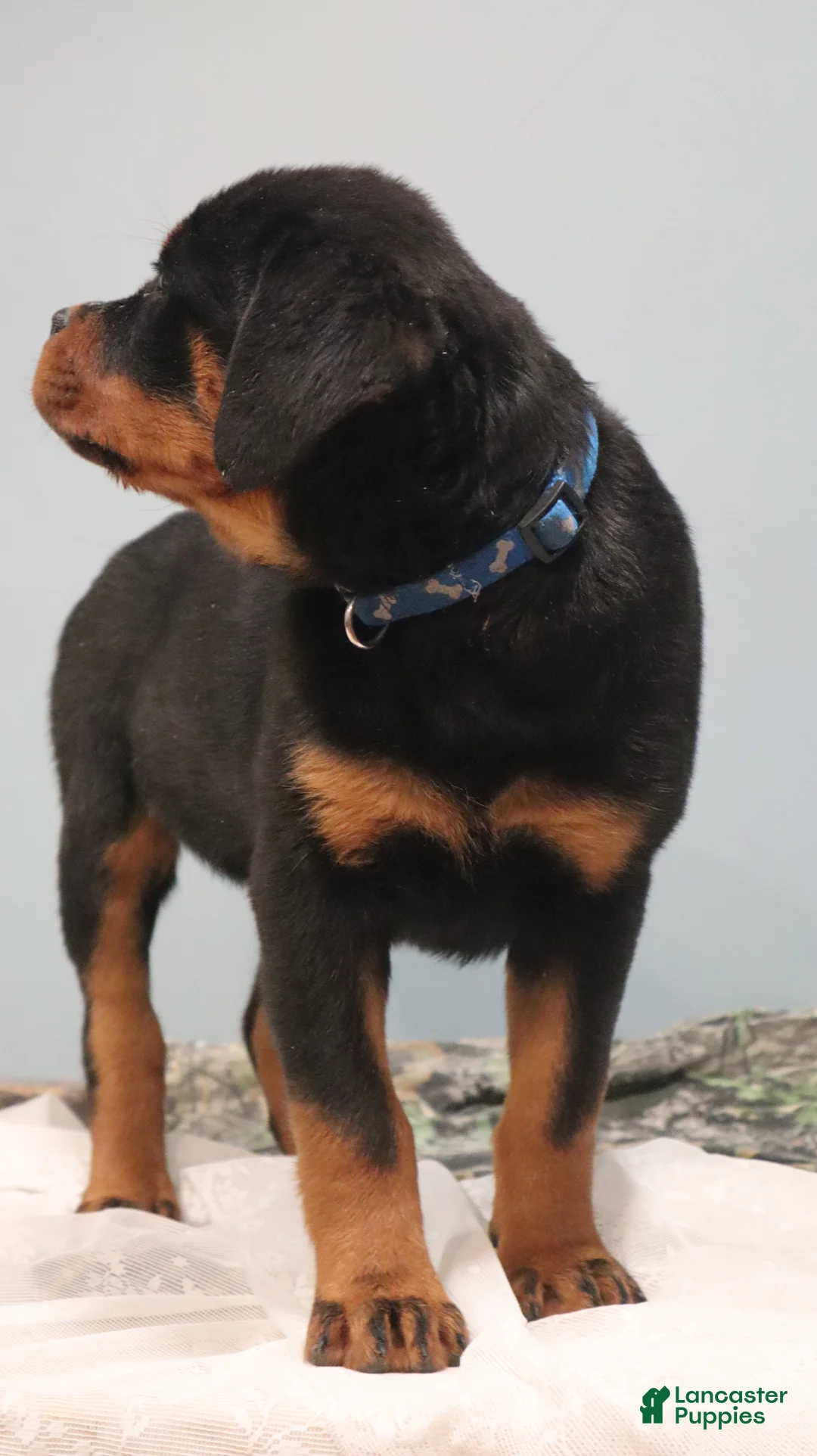 Rottweiler dogs for sale: Ali - Ad 4
