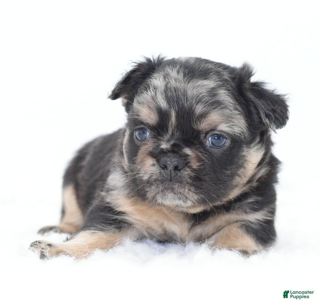 Mixed Breed dogs for sale: Chuck chocolate tri-color fluffy  - Ad 14