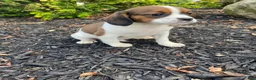 Mixed Breed dogs for sale: Chance - Ad 3