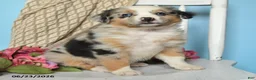Miniature Australian Shepherd dogs for sale: Polly - Ad 2