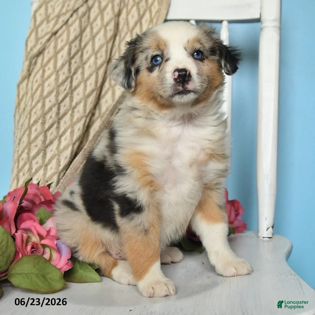Miniature Australian Shepherd dogs for sale: Polly - Ad 2