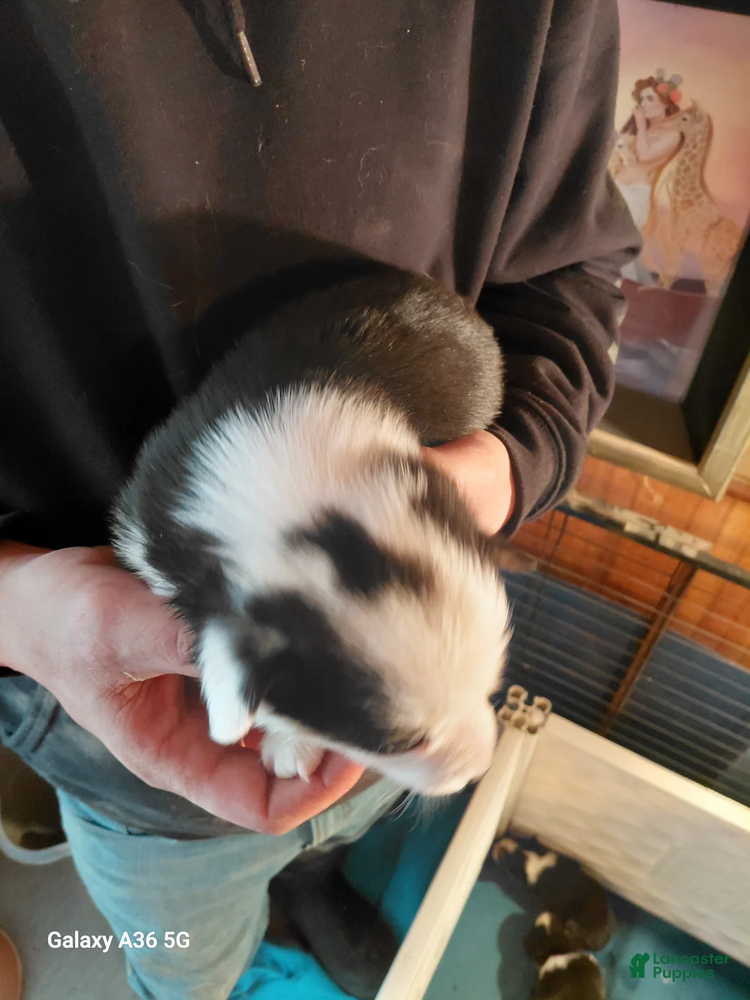 Welsh Corgi Pembroke dogs for sale: Picasso - Ad 2