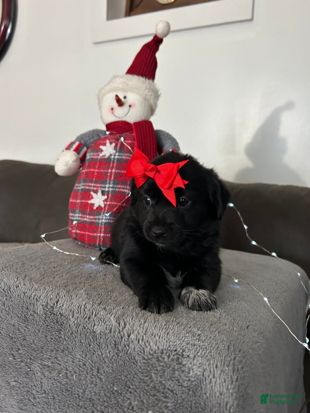 Mixed Breed dogs for sale: Ember - Ad 3