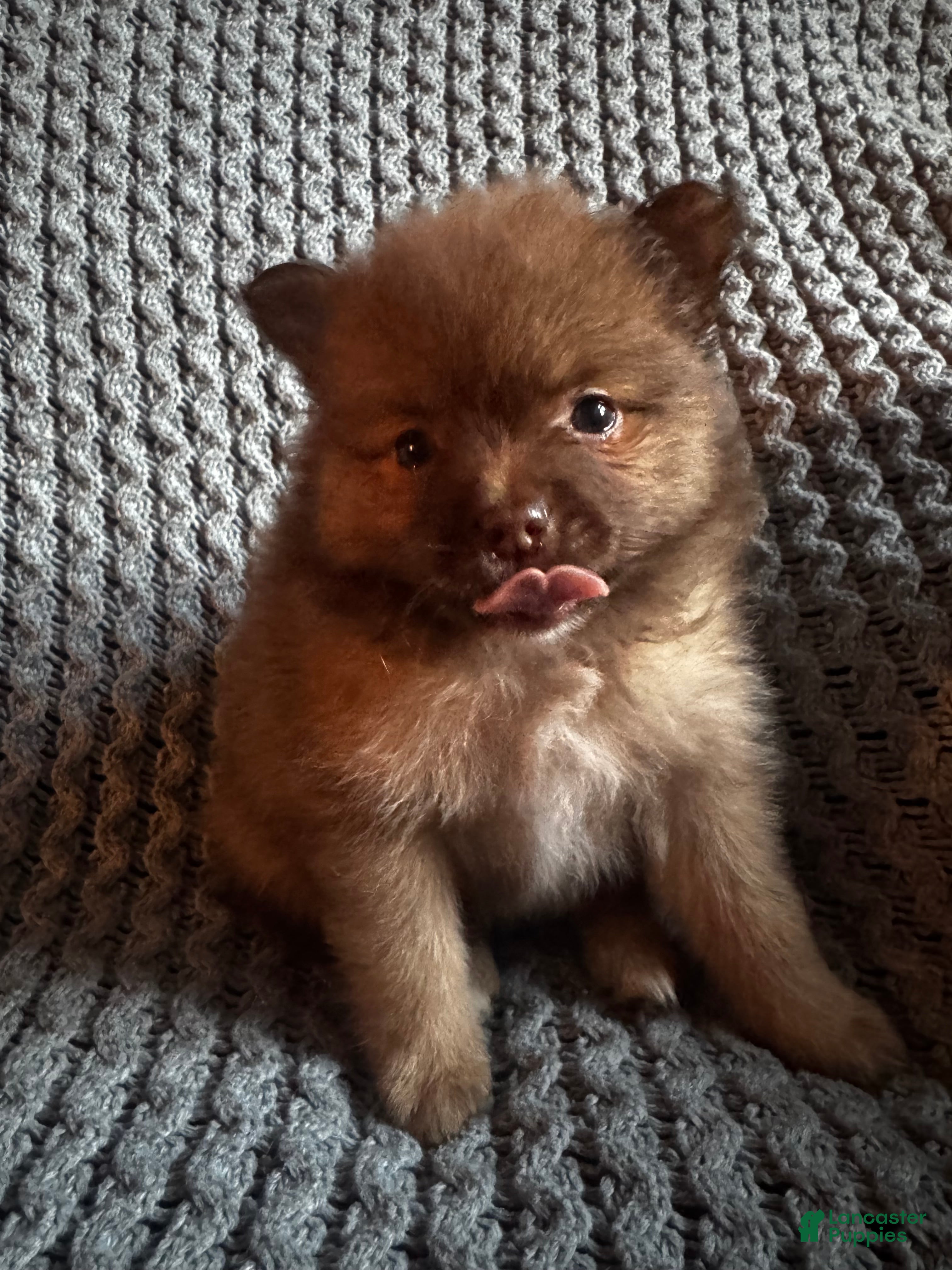 Pomeranian dogs Daisy - Ad 2