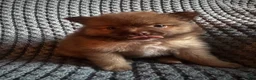 Pomeranian dogs for sale: Daisy - Ad 2