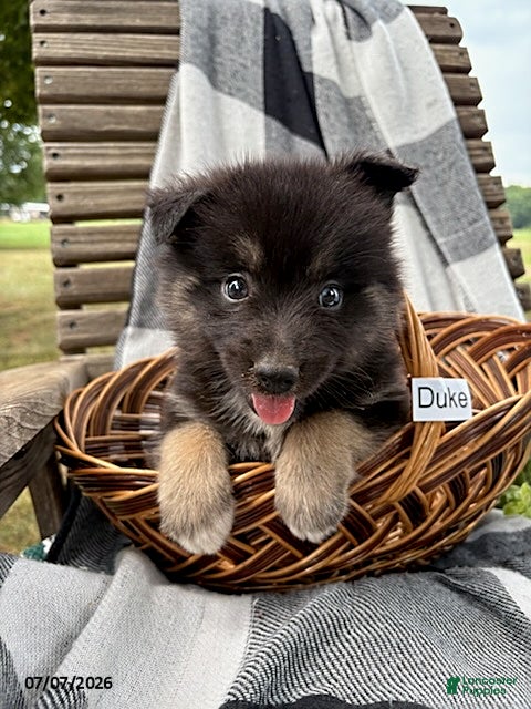 Pomsky dogs Duke - Ad 1