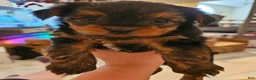 Yorkshire Terrier dogs for sale: Romeo - Ad 5