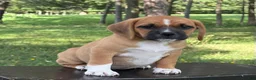 Puggle dogs for sale: Pixie - Ad 4