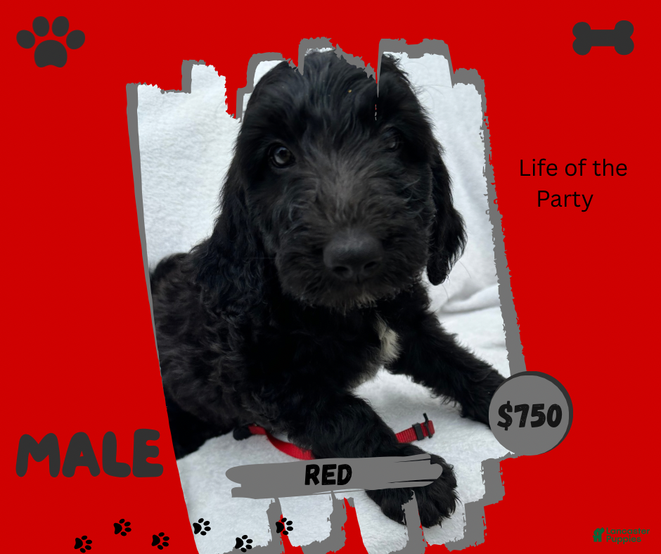 Goldendoodle dogs for sale: Goldendoodle 1 - Ad 2
