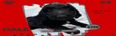 Goldendoodle 1