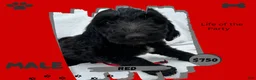 Goldendoodle dogs for sale: Goldendoodle 1 - Ad 1