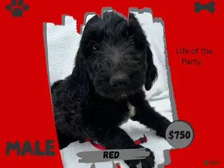 Goldendoodle dogs Goldendoodle 1 - Ad 17