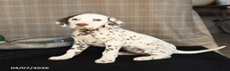 Dalmatian dogs for sale: Duchess - Ad 3