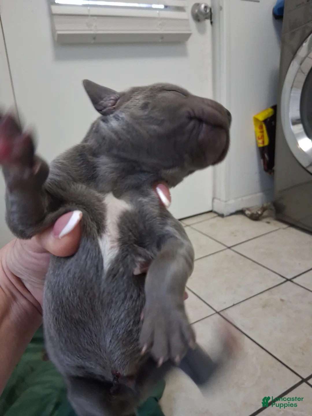 Great Dane dogs for sale: Great Dane 3 - Ad 1