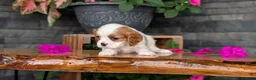 Cavalier King Charles Spaniel dogs for sale: Lady - Ad 8