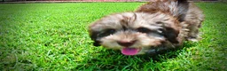 Havapoo dogs for sale: Fancy - Ad 25