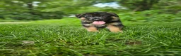 German Shepherd dogs for sale: Milo - Ad 6