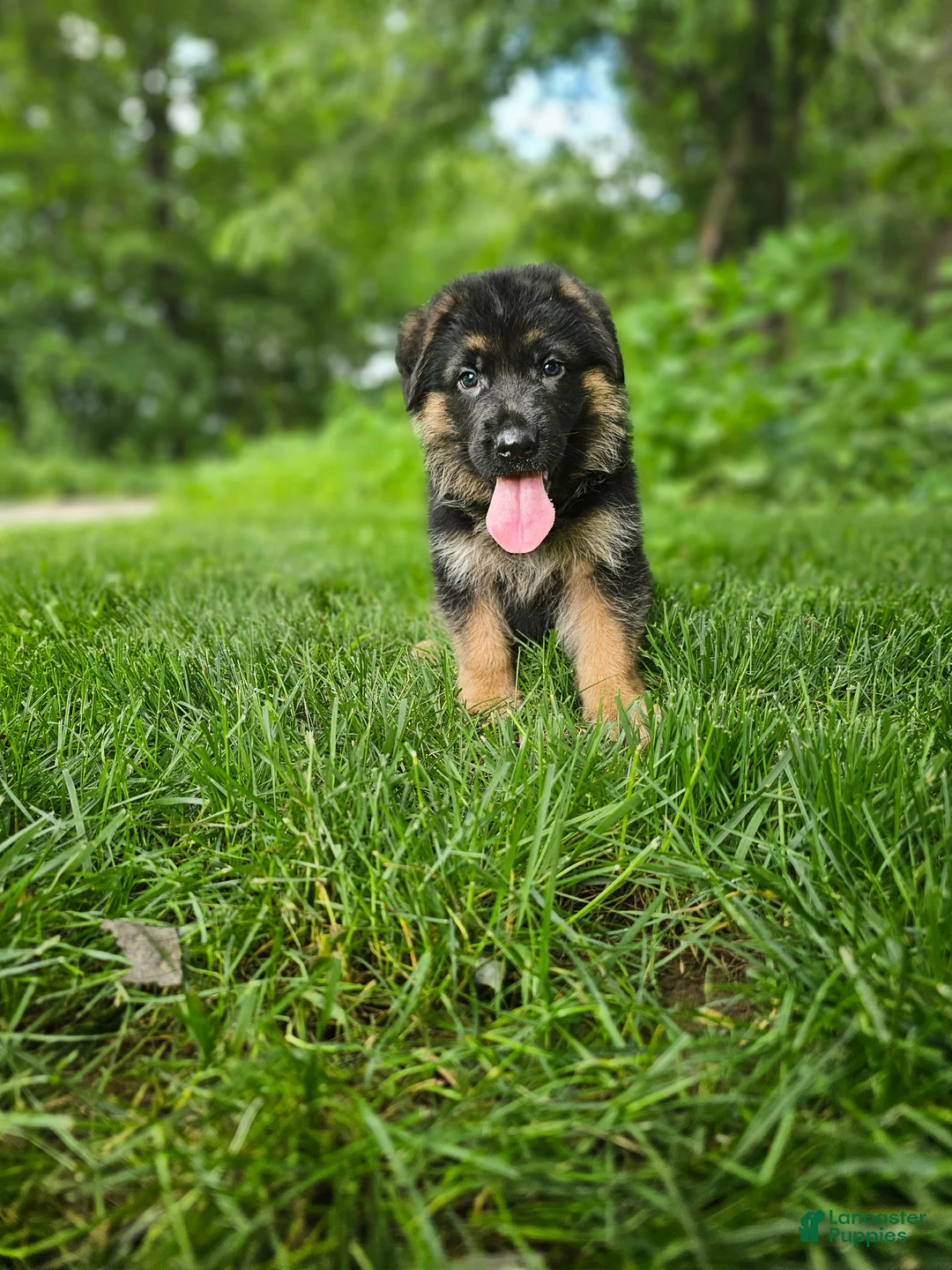 German Shepherd dogs for sale: Milo - Ad 6
