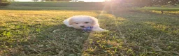 Cavapoo dogs for sale: Nutmeg - Ad 8