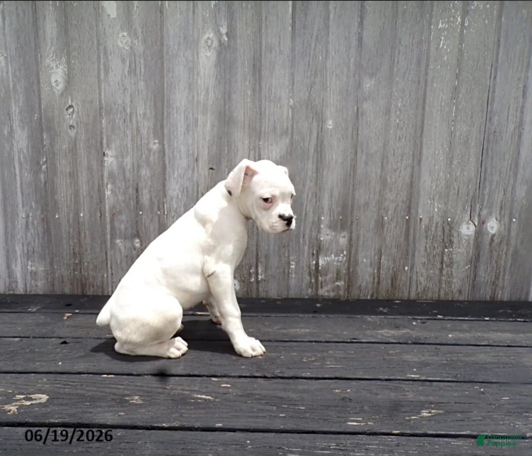 Boxer dogs for sale: Flurry - Ad 3