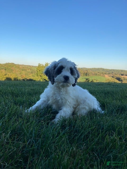 Cockapoo dogs Bruno - Ad 2