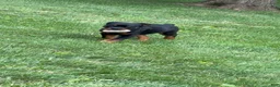 Rottweiler dogs for sale: Rottweiler 1 - Ad 1