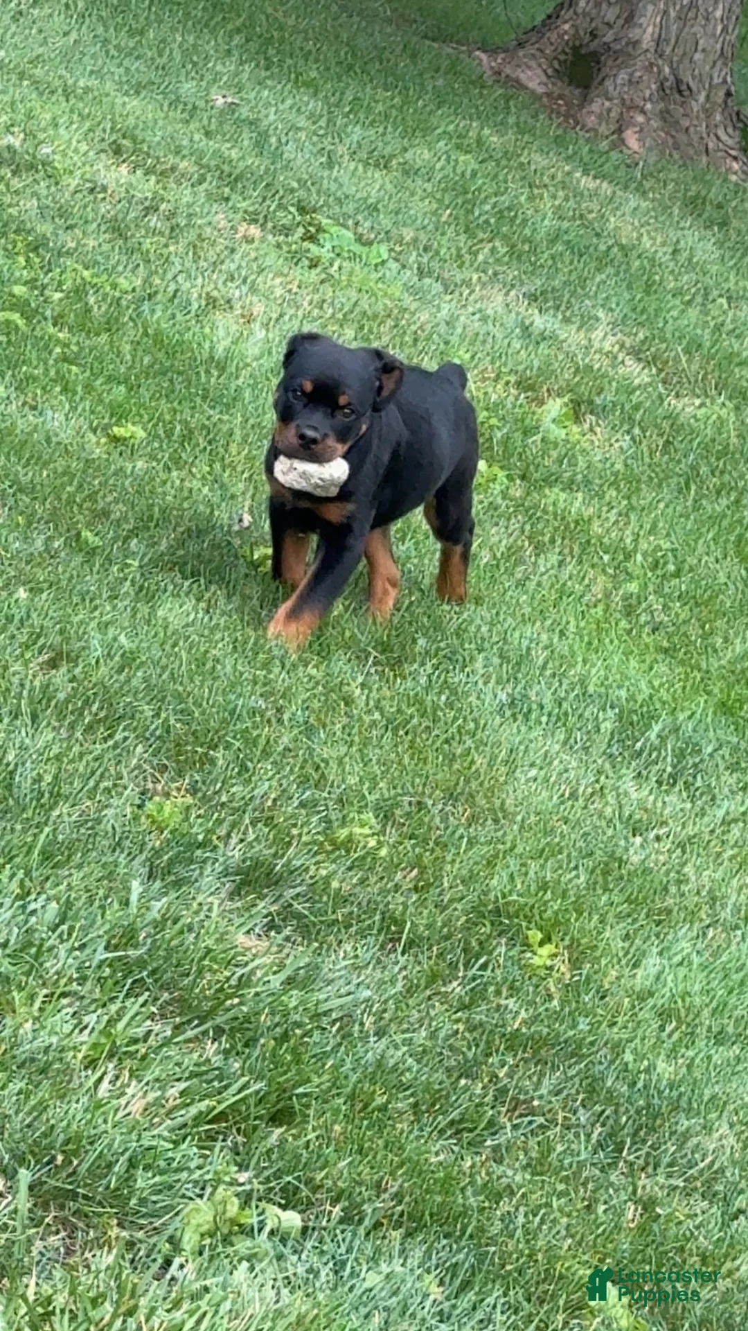 Rottweiler dogs for sale: Rottweiler 1 - Ad 1