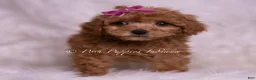 Maltipoo dogs for sale: Kate - Ad 2