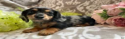 Miniature Dachshund dogs for sale: Sheila - Ad 6