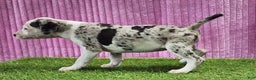 Catahoula Leopard Dog dogs for sale: Tess 2025 Female 5 - Ad 1