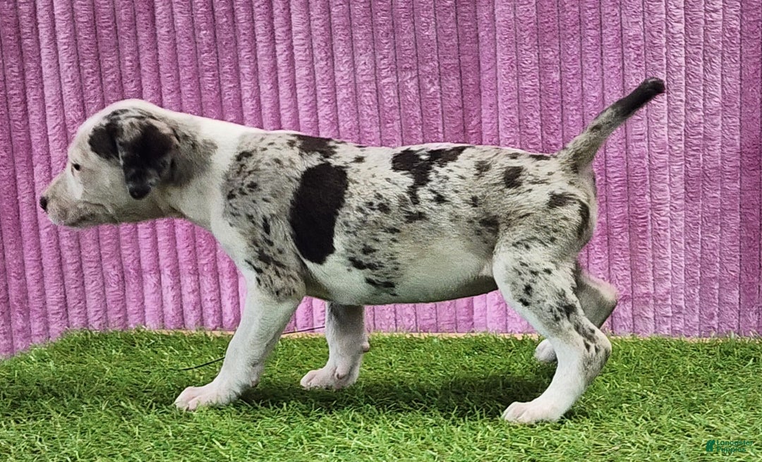 Catahoula Leopard Dog dogs for sale: Tess 2025 Female 5 - Ad 1