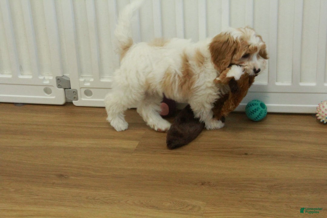 Cavapoo dogs for sale: Mason - Ad 8