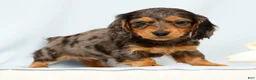 Miniature Dachshund dogs for sale: Oscar - Ad 5