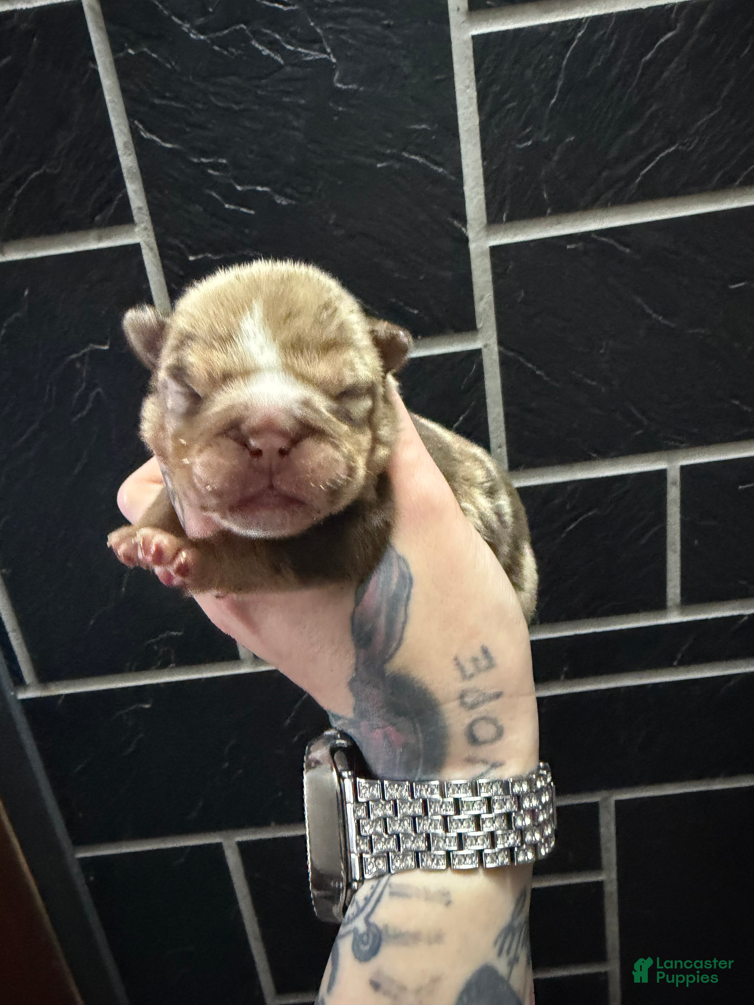 English Bulldog dogs McFlurry - Ad 40