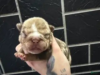 English Bulldog dogs McFlurry - Ad 40