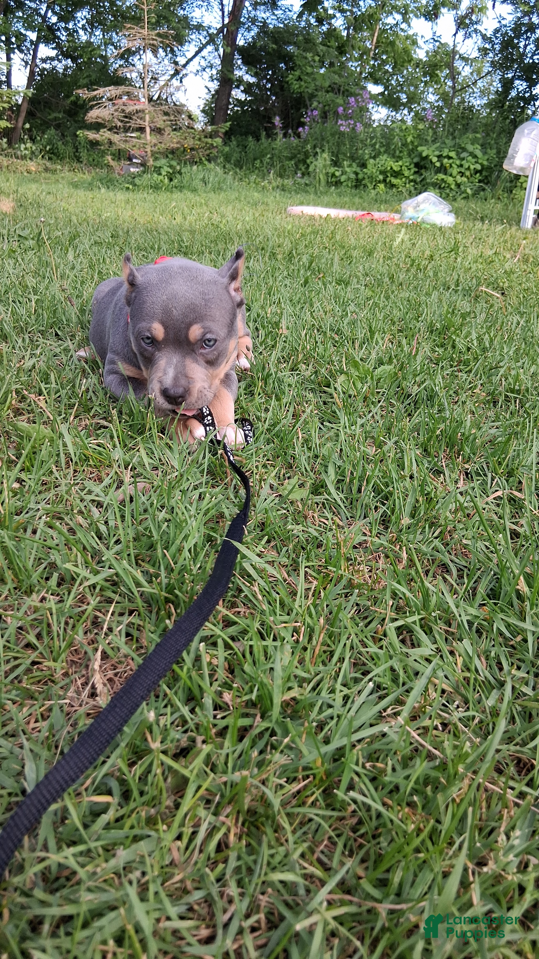 American Bully dogs American Bully Puppy 4 - Ad 2