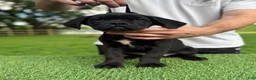 Cane Corso dogs for sale: BONNIE - Ad 4