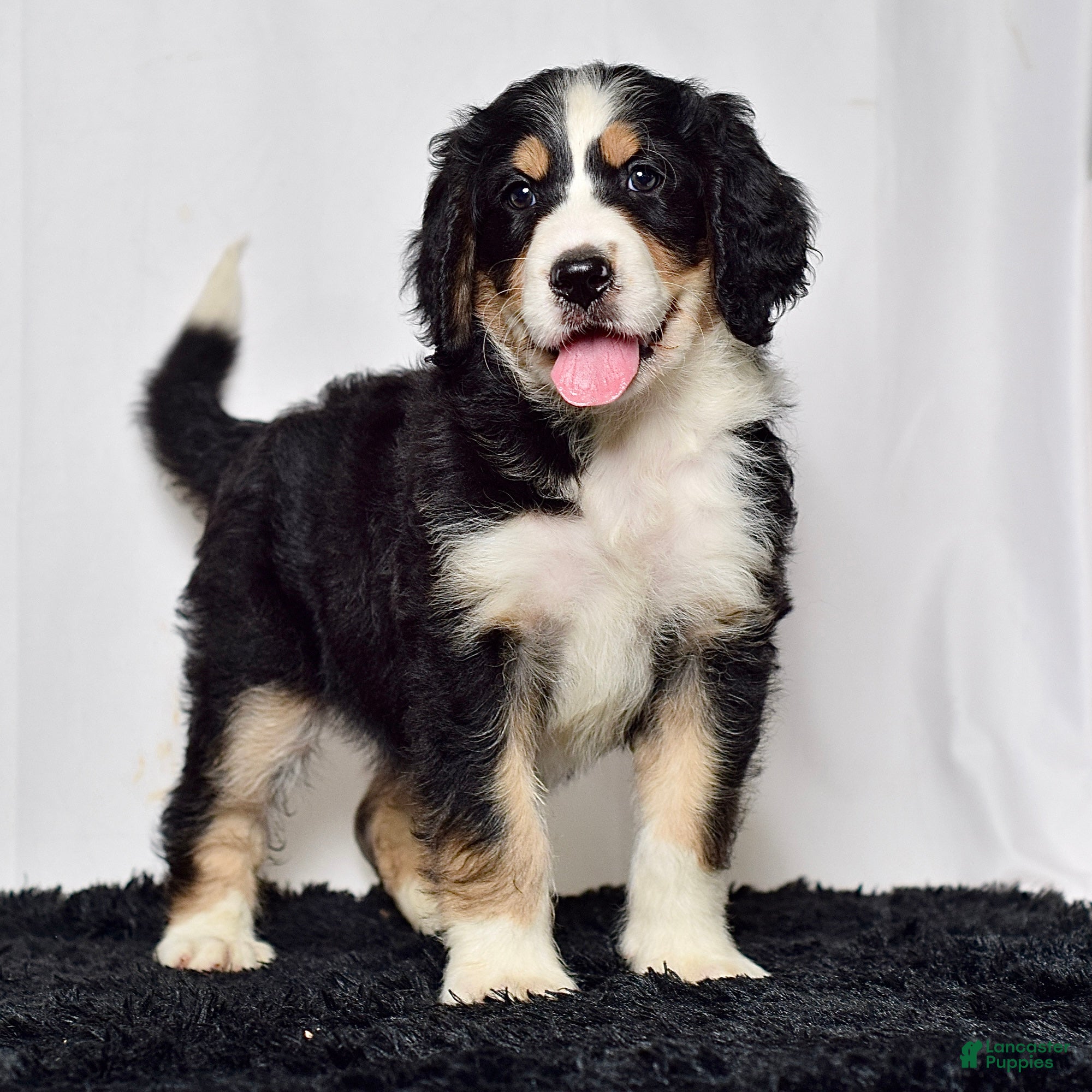 Bernedoodle dogs Ms. Harper - Ad 1