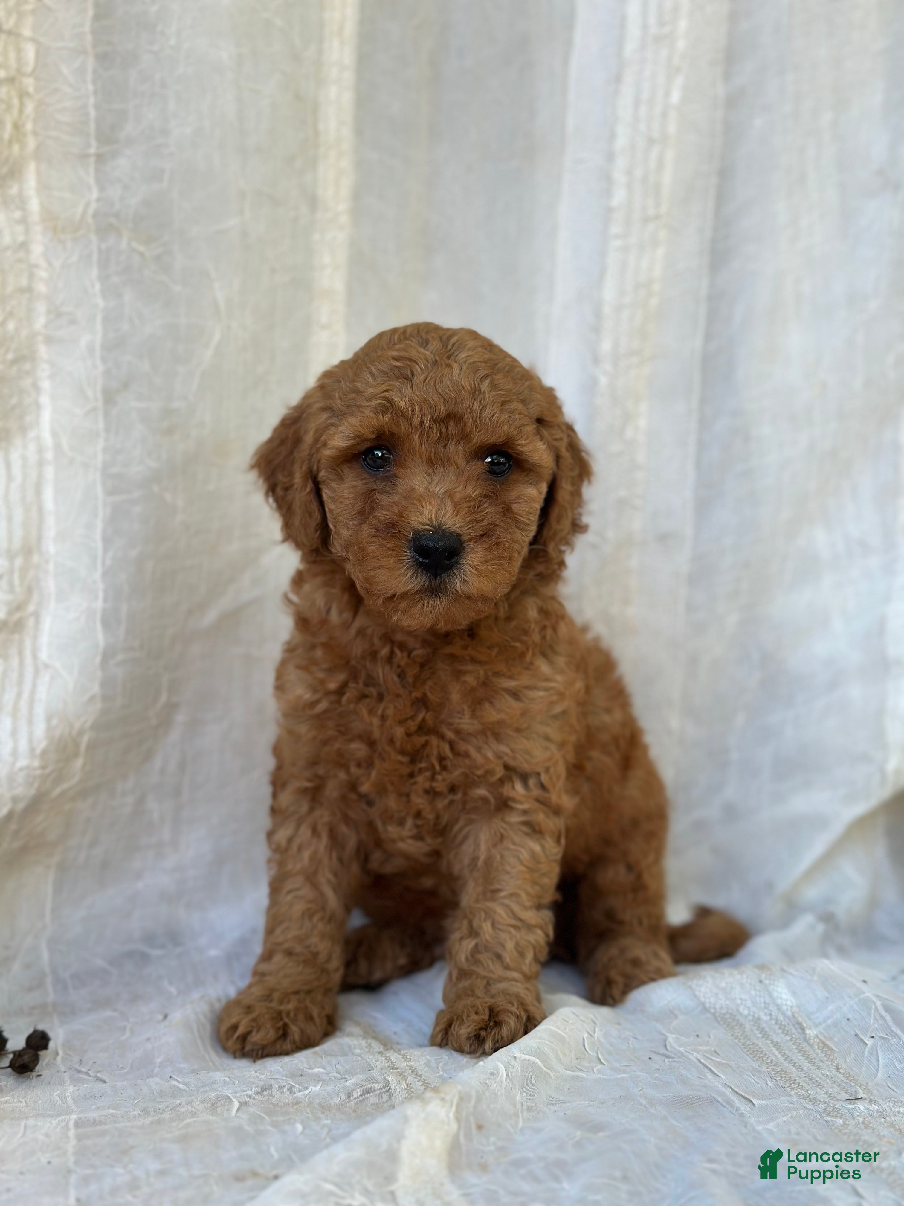 Mini Goldendoodle dogs for sale: Mini Goldendoodle 3 - Ad 2