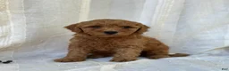 Mini Goldendoodle dogs for sale: Mini Goldendoodle 3 - Ad 2