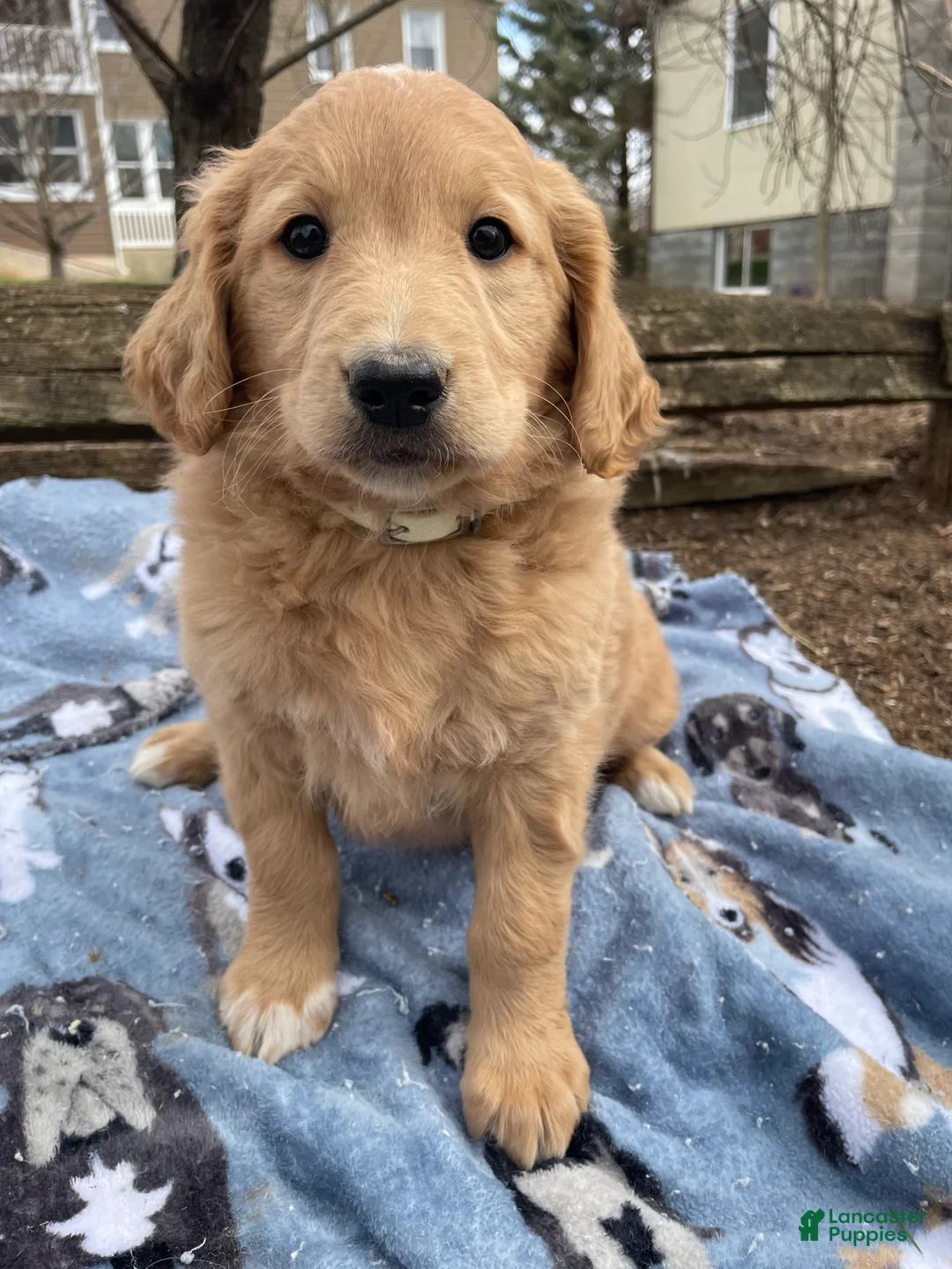 Goldendoodle dogs for sale: Misty - Ad 1